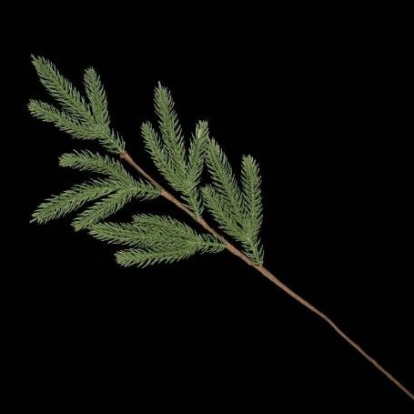 Ramo Natalizio di Abete Verde H.60 cm