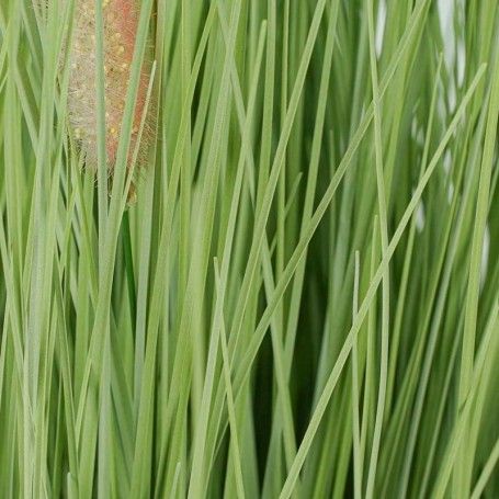 Pianta Pampas Artificiale H.120 cm Pianta Pampas Artificiale H.120 cm