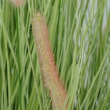 Pianta Pampas Artificiale H.120 cm Pianta Pampas Artificiale H.120 cm