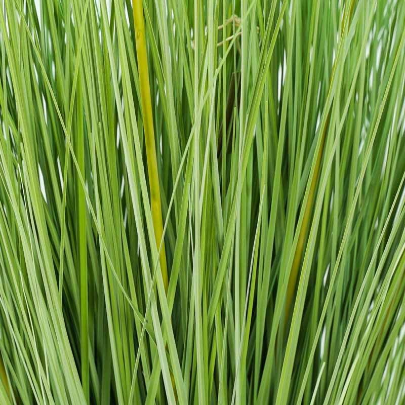 Pianta Pampas Artificiale con Vaso H.110 cm