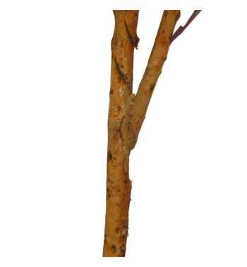 Pianta Eucalipto Artificiale