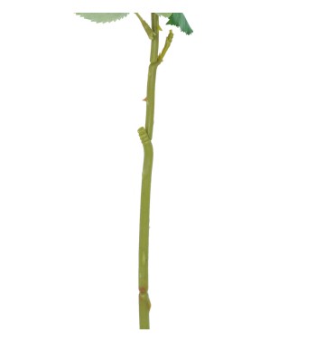 Rosa con Stelo e Foglie