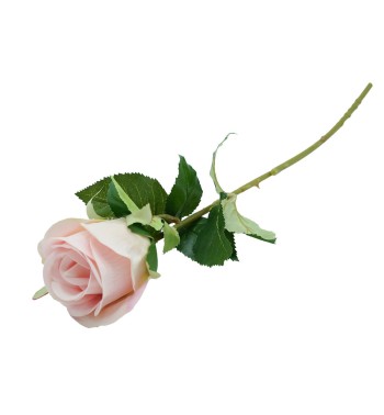 Rosa con Stelo e Foglie