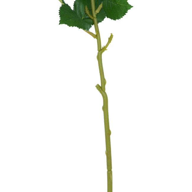 Rosa con Stelo e Foglie