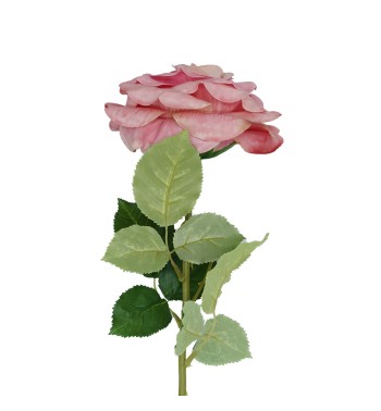 Rosa con Stelo 72 cm