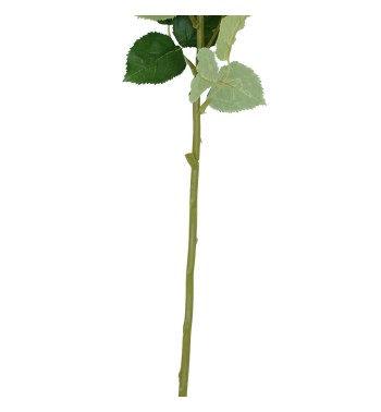 Rosa con Stelo 72 cm