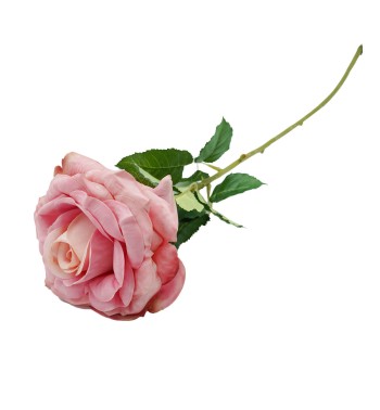 Rosa con Stelo 72 cm