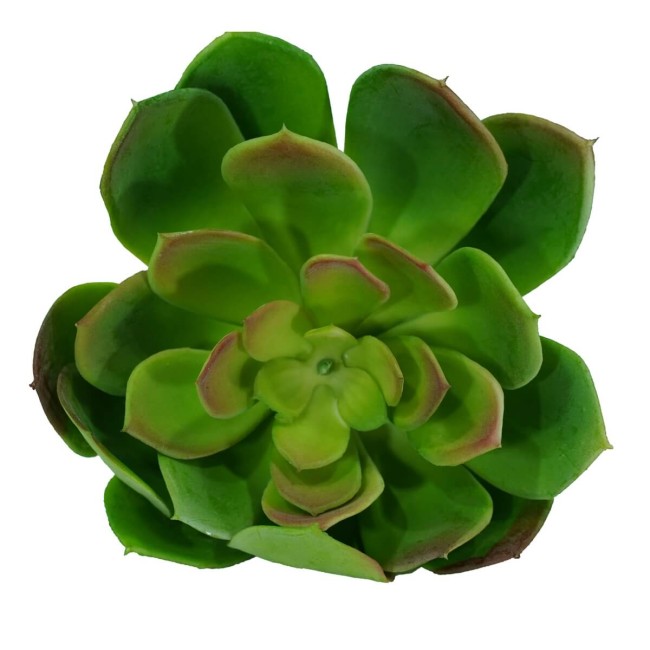 Fiore di Pianta Grassa Verde H.18 cm