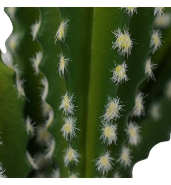 Cactus Artificiale Realistico 2 Misure Cactus Artificiale Realistico 2 Misure