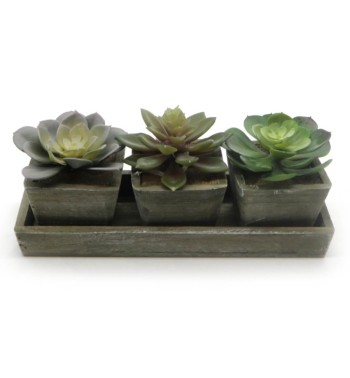 Tre Piantine Grasse Artificiali con Sottovaso H.15 cm